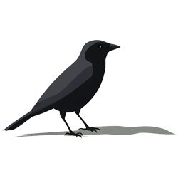 Black bird